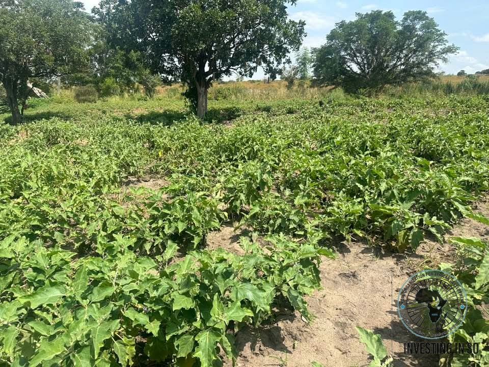 A thriving eggplant farm supported by HOFAD's food security program